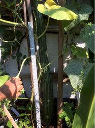 Aug 18 Big Larry emerges from under leaves