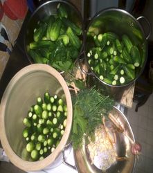 dillpickles gettn done