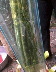 Loading up with dill, garlic, and lots of grape leaves that have tannins to
prevent Larry from getting too mushy.