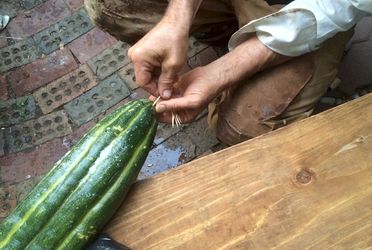 Buttoning up the endbit where Big Larry gave his seeds.
