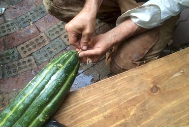 Buttoning up the endbit where Big Larry gave his seeds.