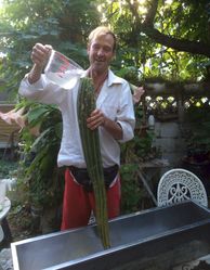 The embalment of Big Larry begins! A strong brine solution with a few old tea
bags (tannins prevent mushy) is poured into him. and he is covered up until the
new fermentation vessel is ready tomorrow. He will then complete his journey
into adequate housing for metamorphosis into a pickle.