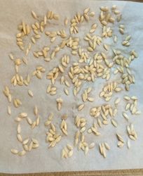 Future Assured! These seeds guarantee that the life fulfillment of this amazing
plant will carry forward to many generations in the future. Seeds can be
obtained from me.