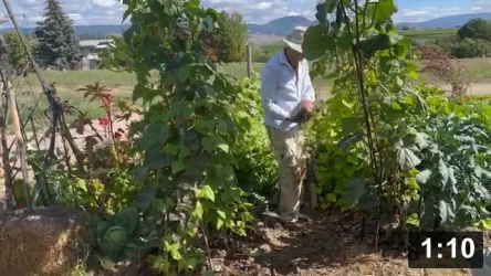  6. Cabbage, serpents, sweet potato, celery, pickling cukes, pattypan squash,
    flava beans, mint. Deep mulching is the way to go!