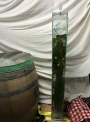 Plastic bags containing water help hold him under the brine. The airlock will
prevent oxygen from entering once Big Larry starts developing CO2. He is keeping
our wine barrel kraut company whilst the three stages of fermentation take
place.