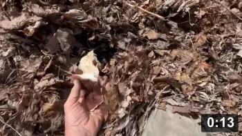 Proof of healthy soil

Mulch Gardening
[/the-ferment-farm/posts/categories/mulch-gardening]