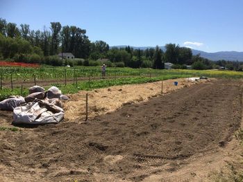 No weeding was required once the silage got rolled out. Silage is sauerkraut for
cows. They produce twice as much milk and are never sick because of this
fermented grass. I wonder if kraut does the same for lactating humans.