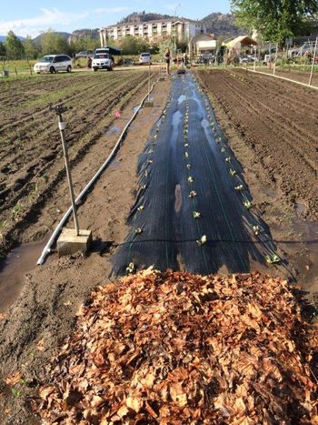 Our first cabbage row was planted a bit close together, but quick and easy.