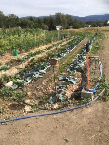 Irrigated and growing!