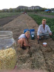 We planted a section JUST for making miso from organic soy. Its our versionb of
“square foot” planting. we pout seedlings inbetween the sheafs of old straw. No
weeding necessary again!