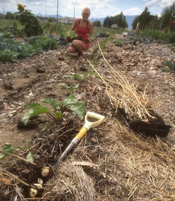 look at all the sexy garlic!