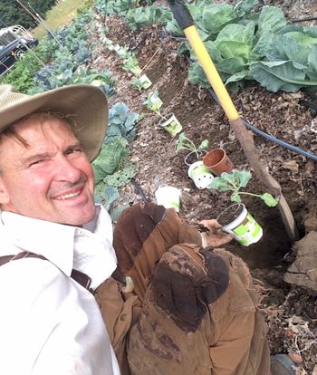 new winter cabbage babies getting planted