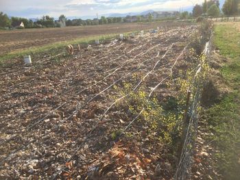 another shot of irrigation possibilities

Irrigation
[/the-ferment-farm/posts/categories/irrigation]