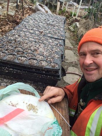 Here is the beginning of our first crop of cabbages