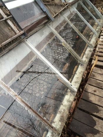 The cold frame filled up with over 600 plants!