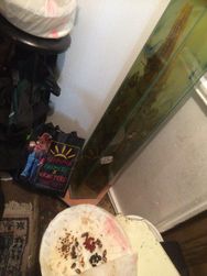 Big Larry, the Worlds Laregest Pickle, and his seedlings!