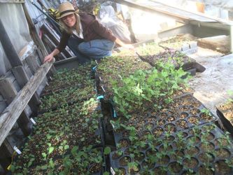 Ten is in cold frame #2. Its been so warm this year we almost didnt need it!