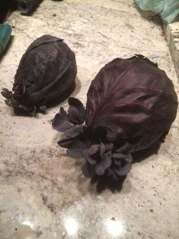 one of our cabbages hid in a box outside all winter. It started to grow babies
all on its own, so, I planted it!