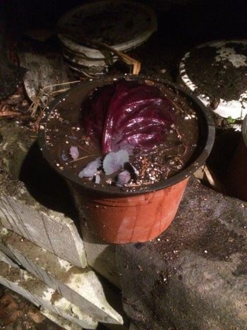 one of our cabbages hid in a box outside all winter. It started to grow babies
all on its own, so, I planted it!
