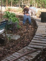 Ten is stuffing carrot seeds