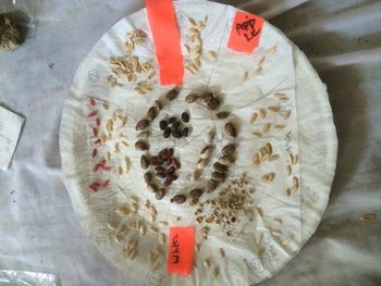 starting seeds on onion skin paper in plates makes for easy transplanting