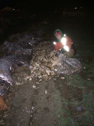 Tennille Garlicking. A few hundred feet of our own garlic will be nice to have
for our ferments.