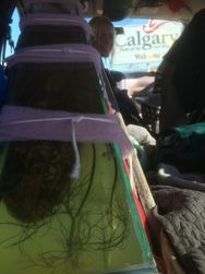 Cow town here we are!