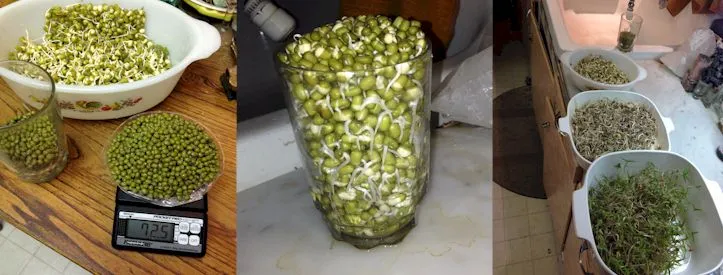 Large sprouts
