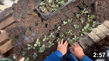 Cabbage Planting

Planting
[/the-ferment-farm/posts/categories/planting]