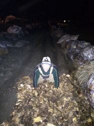 Getting into Deep Mulch Gardening! Prepping the carrot beds for spring seed
planting. Only the very tops of these beds will be exposed for seed germination.
All else is will be covered so no weeding!!!
