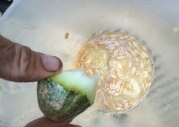 Vegetable Husbandry: fresh silky seed harvest