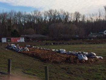 Almost done! Over 1500 bags of leafs collected and spread!