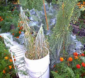 Broccoli heads go to flower quickly but take a lot longer to develop their seed
pods.