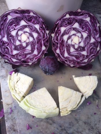 Happy Cabbages come from kissing