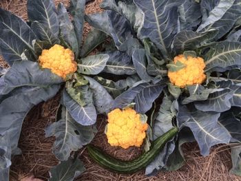 And LOts of Playing!