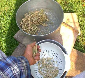 Broccoli and radish need their pods broken to release the little seeds.
Straining the chaff and willowing gets the seeds cleaned.
