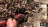 Thumbnail 219