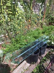 Glass shop fresh fermentation vessel by Kelowna Glass. Those guys dropped
everything to build a vertical aquarium 6” x 48”. Larry the cucumber’s new home
to make his transformation into a giant fermented pickle.