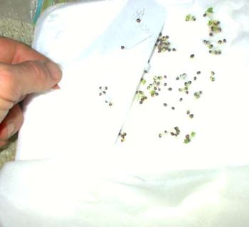 Between 4 days and 10 days your seeds will be germinated, mostly depending on
temperature. Broccoli in 4 days, Habanero peppers in 10 days.