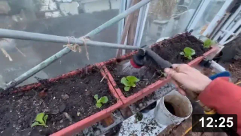 And so it starts… (Planting Vlog #1)

A little compost showcase, new hose brag, and planting greenhouse lettuce.

“Take me to your compost” is what gardeners should first ask when visiting
others.

Some notes on planting:

 * Always soak your containers before planting. And do layouts, knowing they
   will be getting much bigger. And separating any doubles you get from store.
 * Watering welds roots to soil, then wet chopped leafs blankets the supersoil.
 * Two gallon pots allow plant brains to be large enough for most.
 * For smaller long planters. Blanket with soaked mulch first, then poke holes
   for plant.

Mulch Gardening
[/the-ferment-farm/posts/categories/mulch-gardening]
Planting
[/the-ferment-farm/posts/categories/planting]
Guides
[/the-ferment-farm/posts/categories/guides]