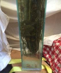 Big Larry is lifting off the bottom more and more.