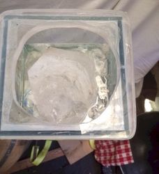 Sept 15: Big Larry, the World’s Largest Pickle to be, has been trying to escape!
I just tossed a double fist sized quartz crystal on the top of the water filled
baggies used to hold Larry’s neck submerged. If this won’t work thinking about
siphoning brine from below to bring him gently to the bottom. His neck is
already bent. Hmm… Can’t seem to be able to google advice… Go figure. I think
Big Larry will lose most of his boyancy after the LABs finish eating the O2 and
the released CO2 escapes.