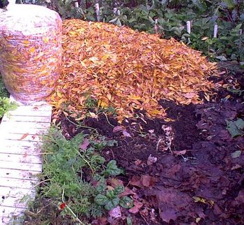 I use about one bag of leaves for each 2 square feet on a new lawn/garden and
about one bag per 3 square feet on a mulch garden that has had leaves added in
the summer.