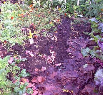 Before you start spreading your leaves think about what you want to cover up. I
break up my marigolds because I do not want the seeds to germinate. I also bury
my carrot tops because I am too lazy to put them in my compost.