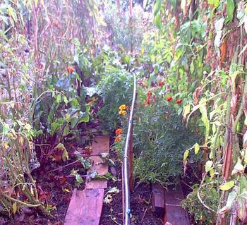 We place these lines high enough to allow short plants to grow under and low
enough to avoid water on foliage of taller plants (to avoid blight)