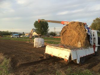 pt1 No weeding was required once the silage got rolled out. Silage is sauerkraut for
cows. They produce twice as much milk and are never sick because of this
fermented grass. I wonder if kraut does the same for lactating humans.