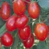 Grape Tomato