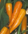 Bulgarian Carrot