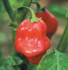 Habanero (Red)