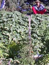 Long Telegraph Cucumber